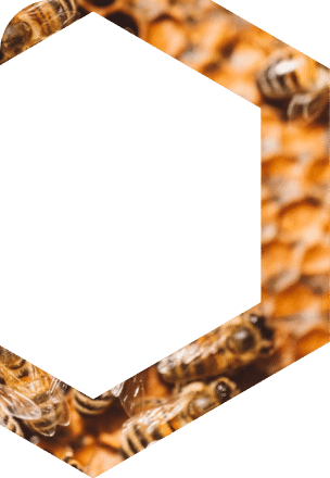 Contact Us - Hive Pest Solutions