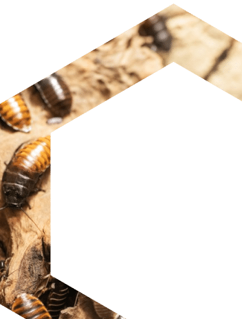 Contact Us - Hive Pest Solutions